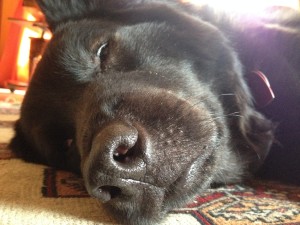 Black dog, nose, Seattle, J.C. O'Brien